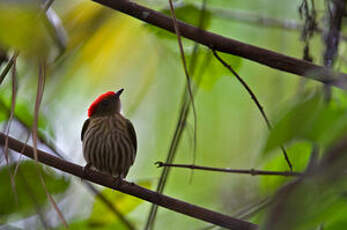 Manakin rubis