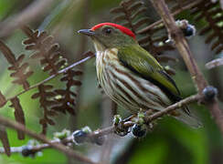 Kinglet Manakin