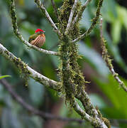 Striolated Manakin