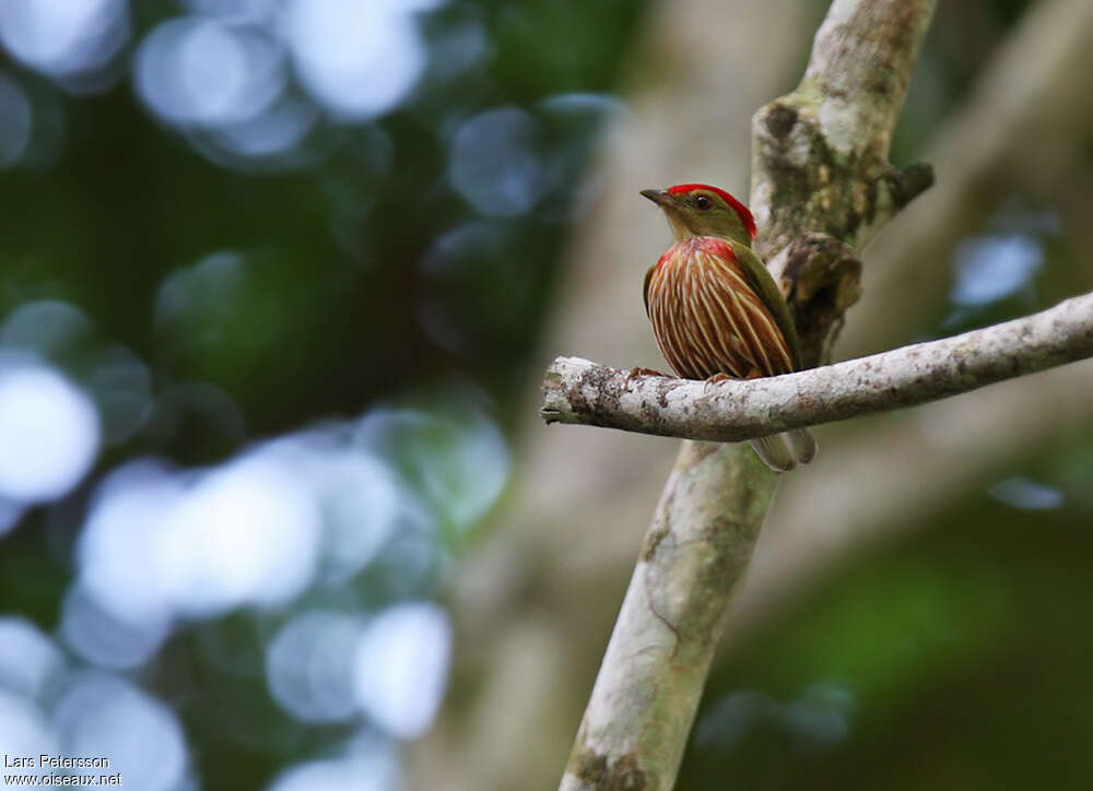 Manakin striéadulte, portrait