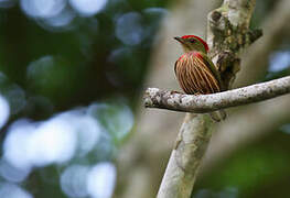 Striolated Manakin