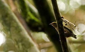 Fiery-capped Manakin