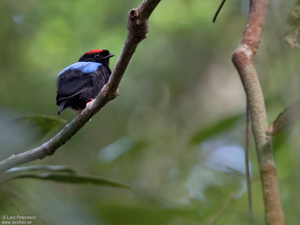 Blue-backed Manakin