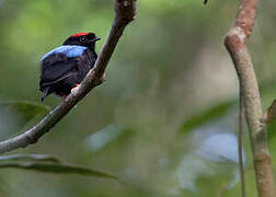 Blue-backed Manakin