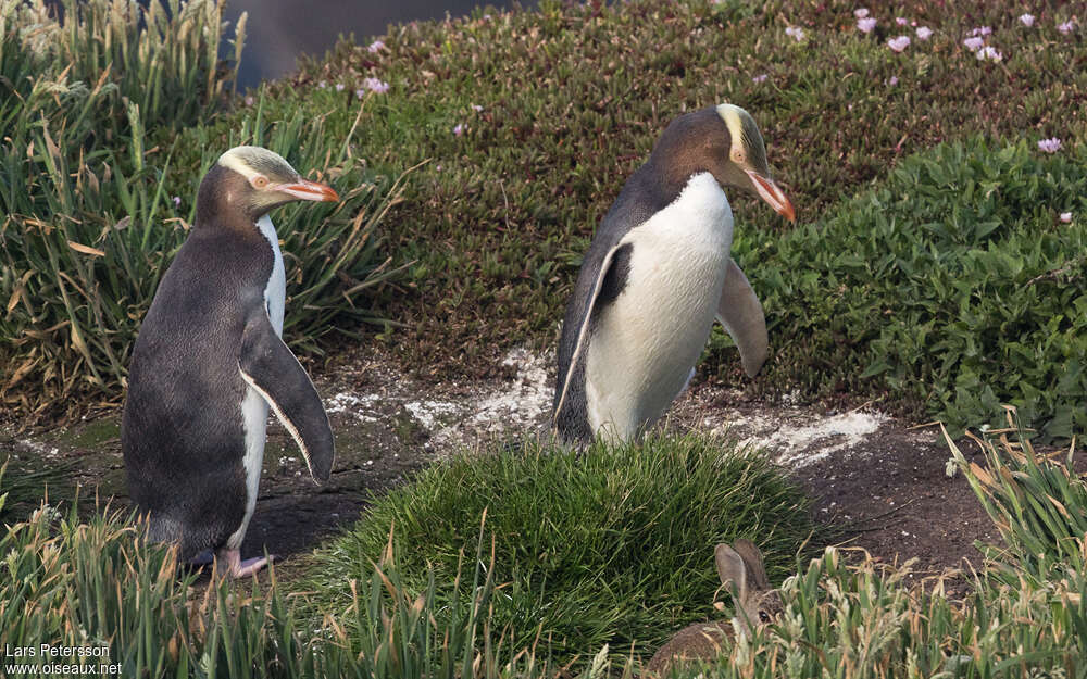 Yellow-eyed Penguinadult, identification