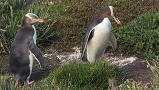 Yellow-eyed Penguin