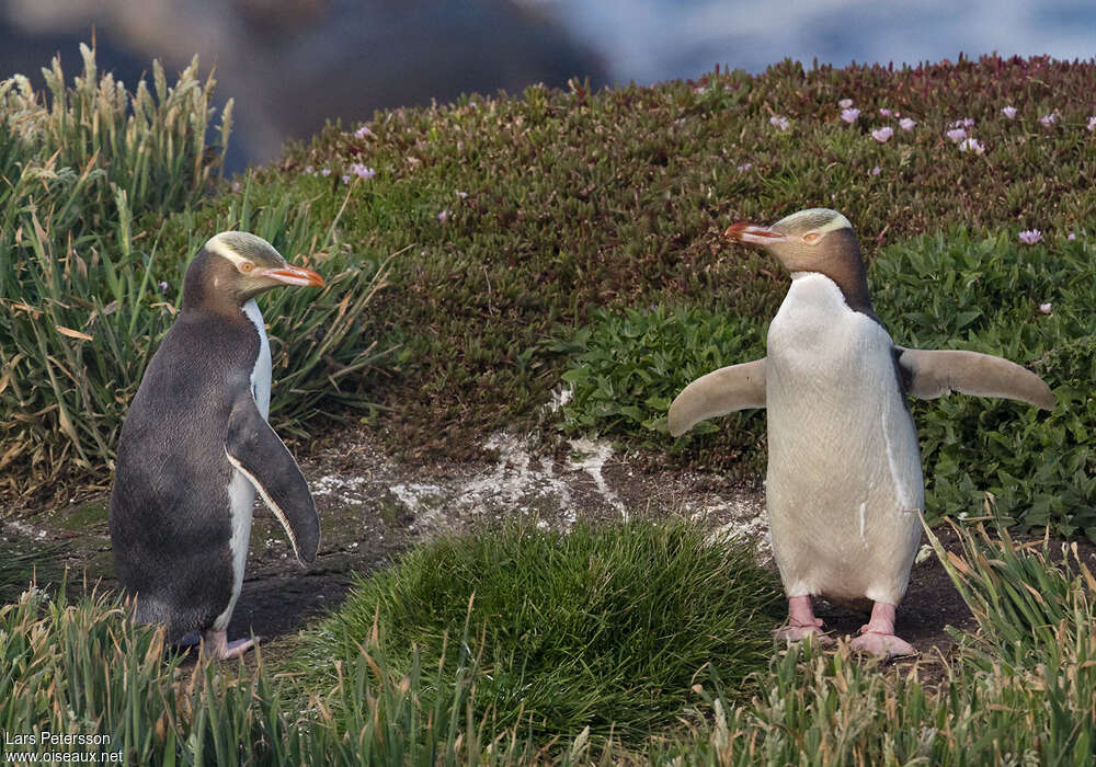 Yellow-eyed Penguinadult, habitat, pigmentation