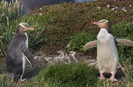 Yellow-eyed Penguin