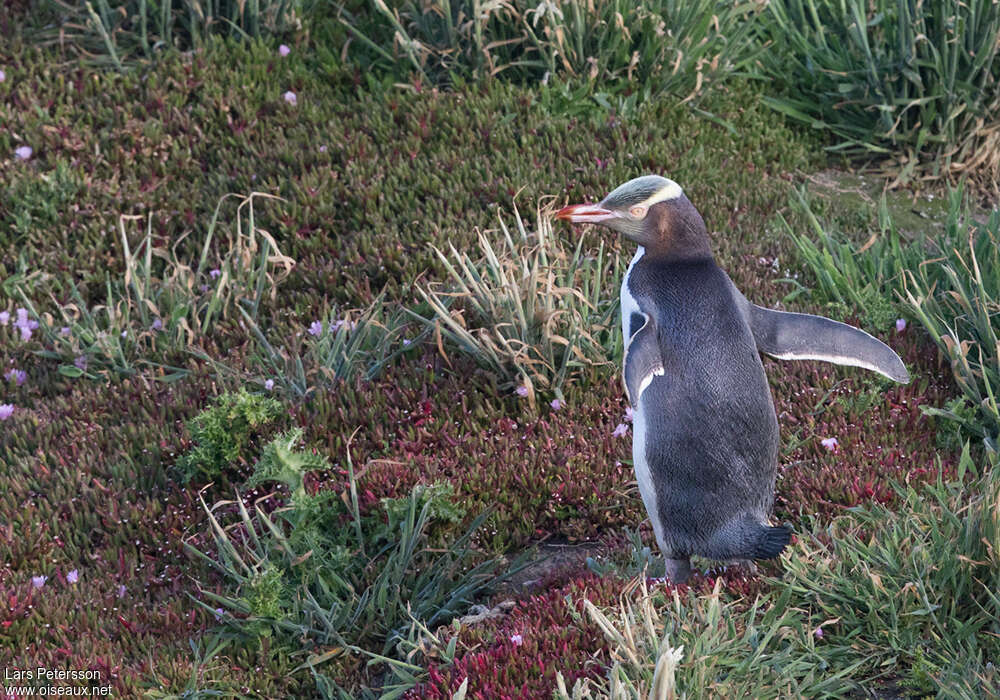 Manchot antipodeadulte, habitat, pigmentation