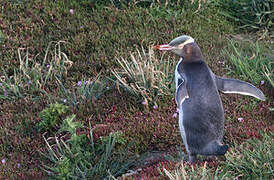 Yellow-eyed Penguin