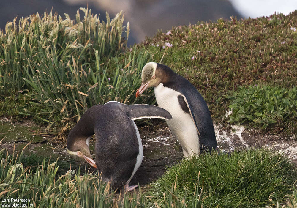 Yellow-eyed Penguinadult, pigmentation, Behaviour