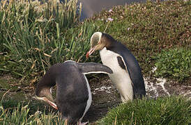 Yellow-eyed Penguin