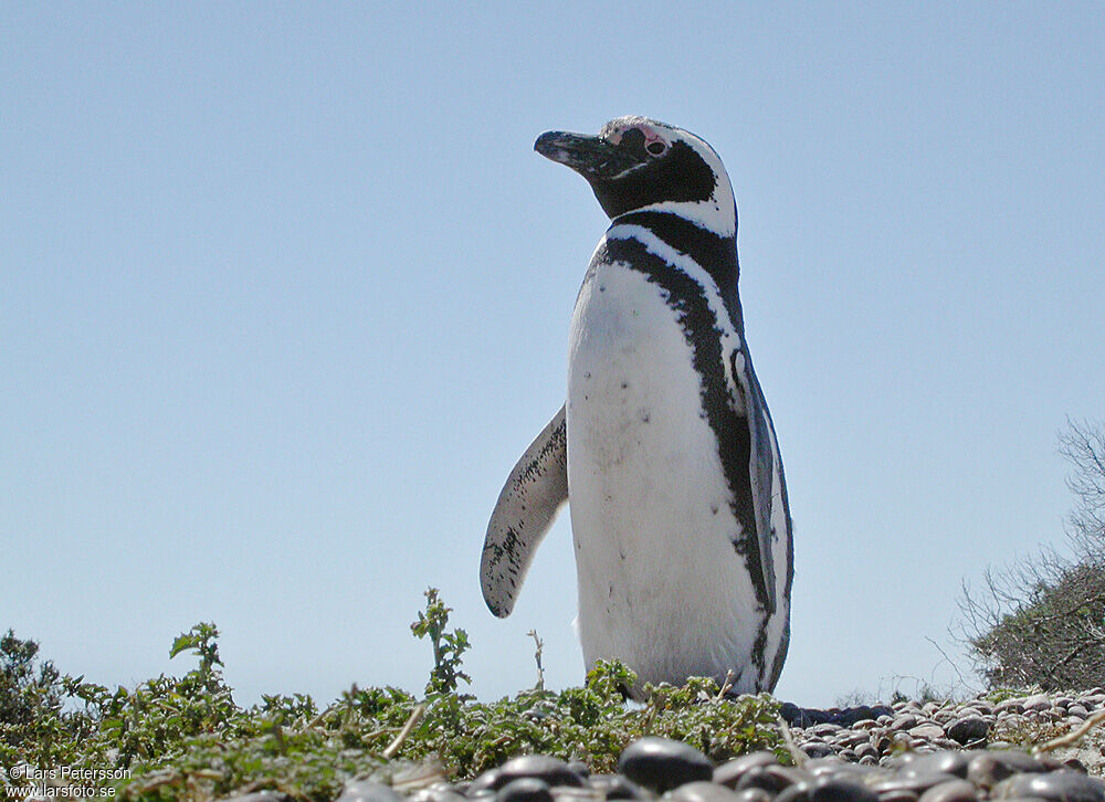 Magellanic Penguin