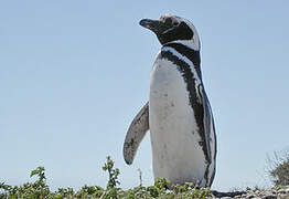 Magellanic Penguin