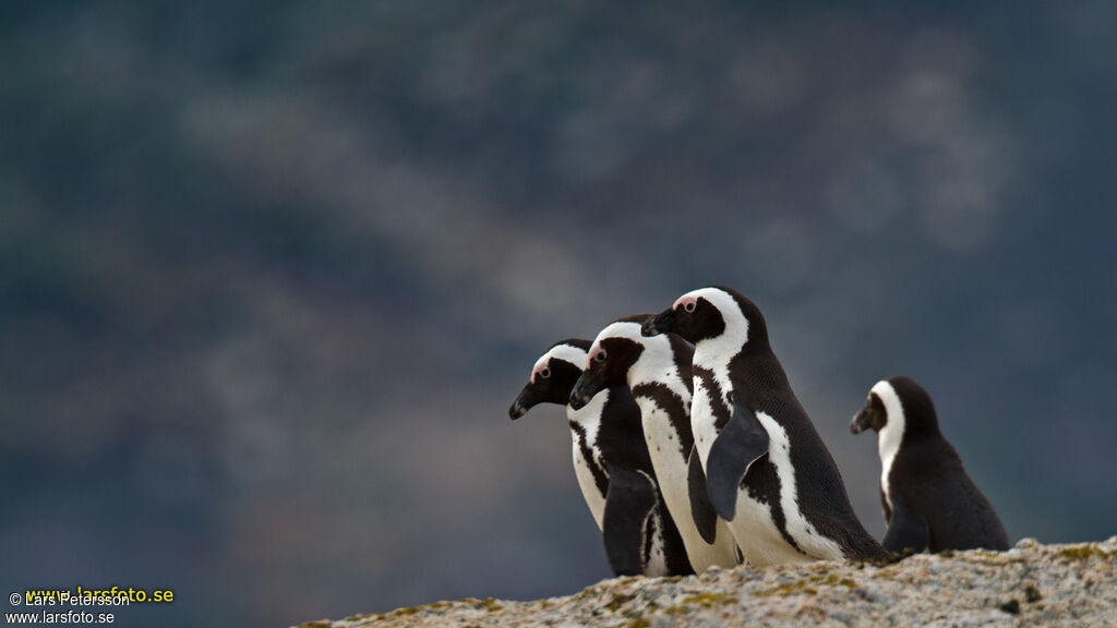 African Penguin