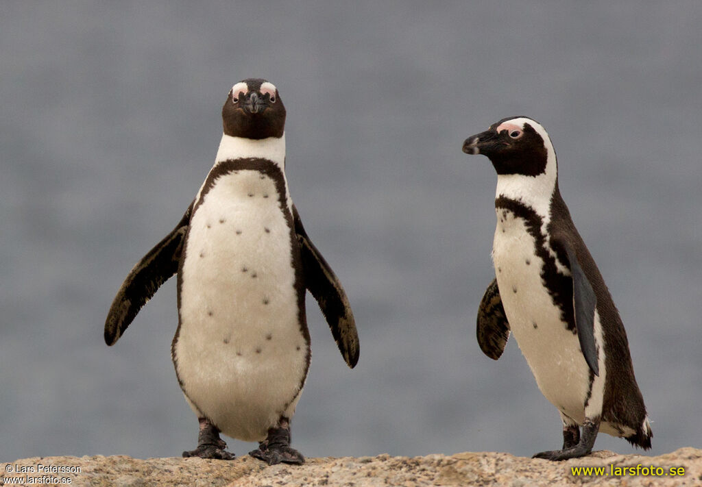 African Penguin