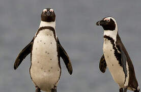 African Penguin