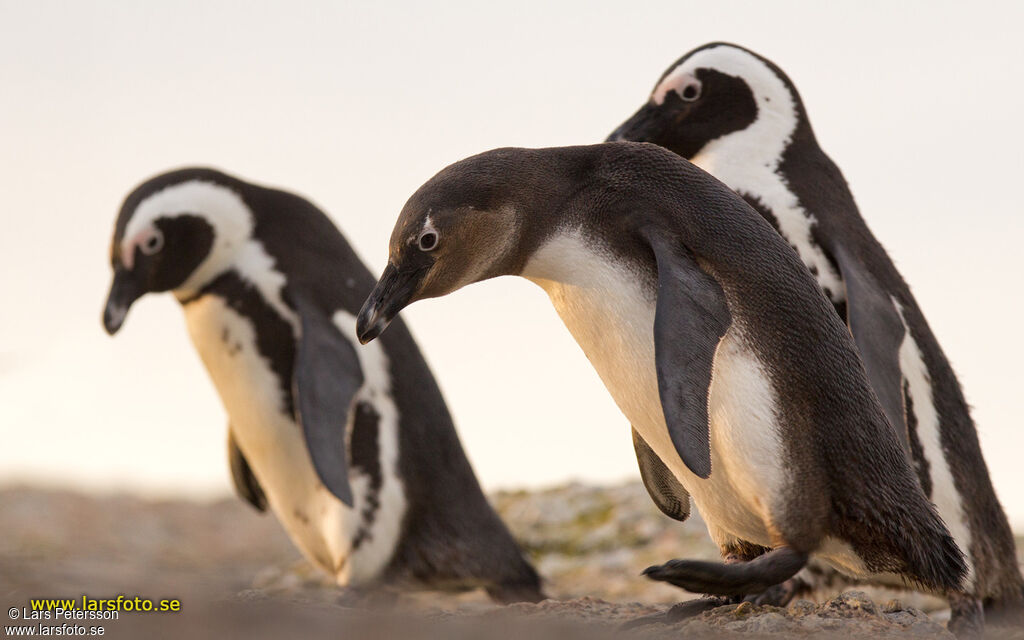 African Penguin