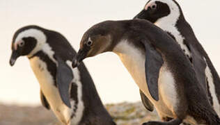 African Penguin