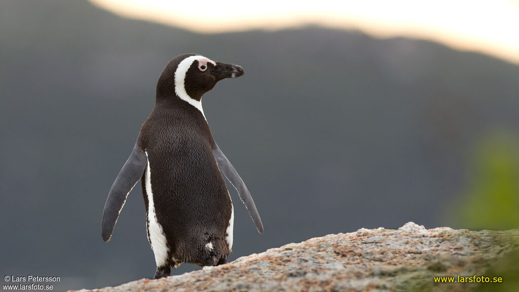 African Penguin