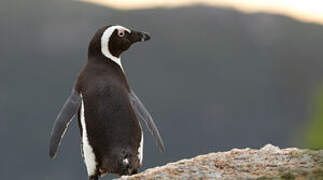 African Penguin