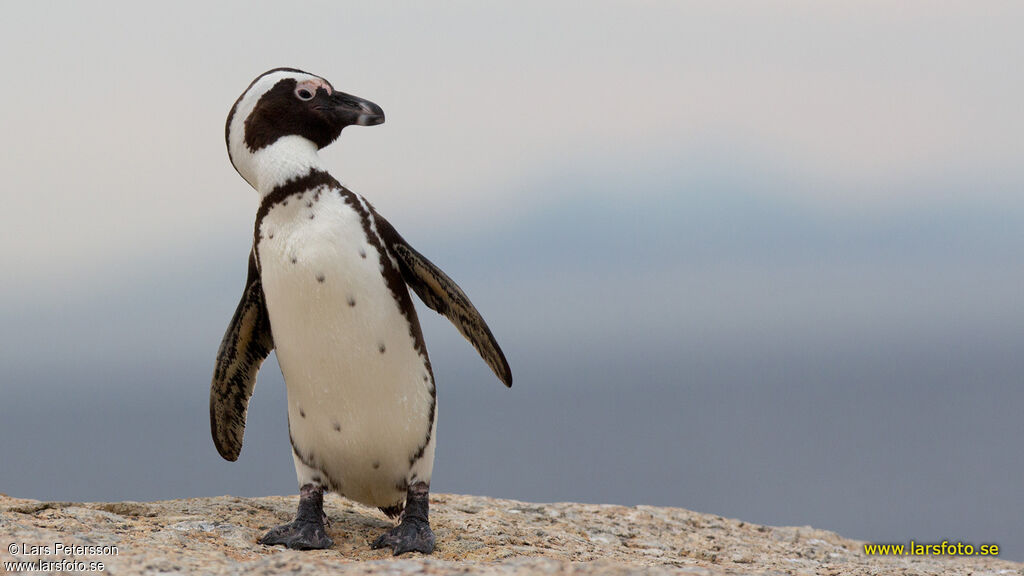 African Penguin