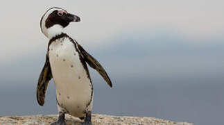 African Penguin