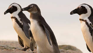 African Penguin