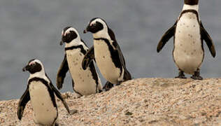 African Penguin