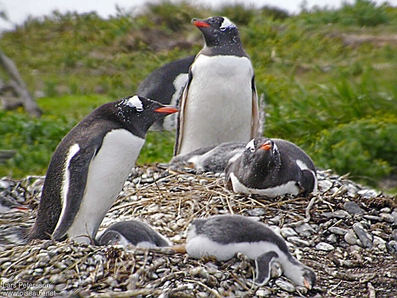 Gentoo Penguin, pigmentation, Reproduction-nesting, colonial reprod.