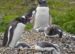 Gentoo Penguin