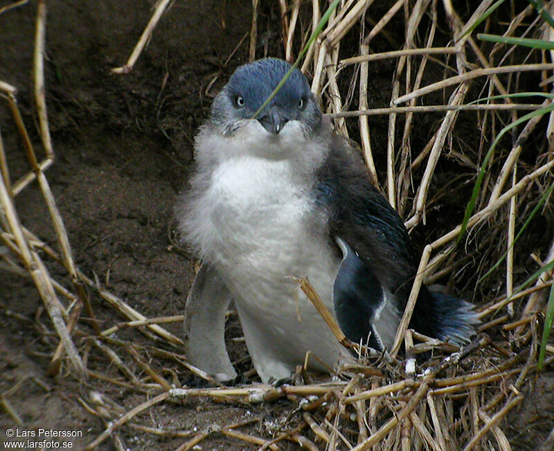 Little Penguin