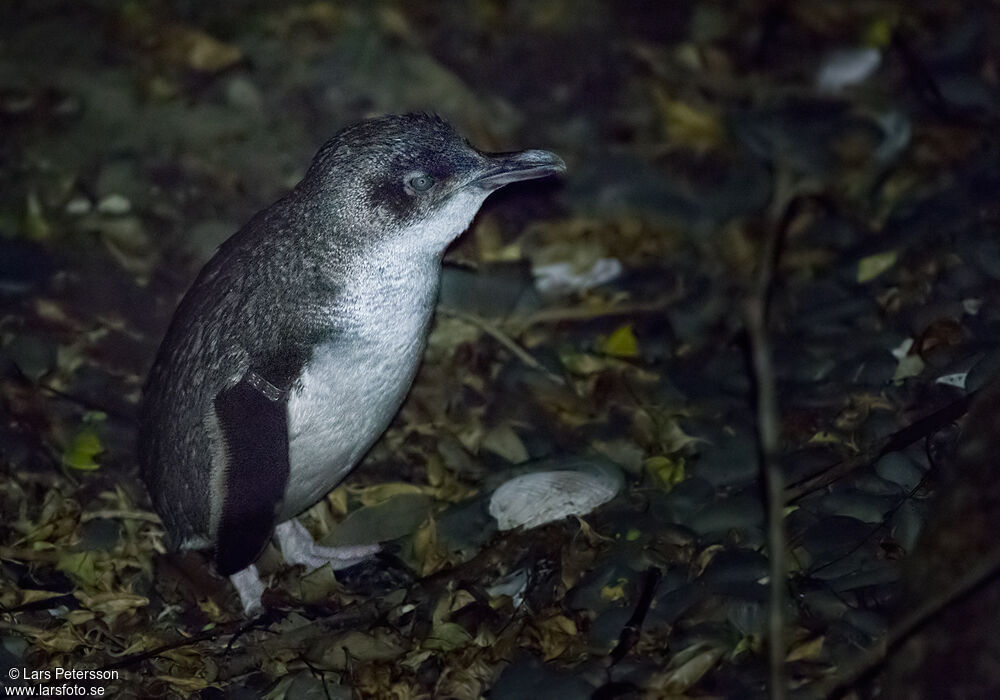 Little Penguin