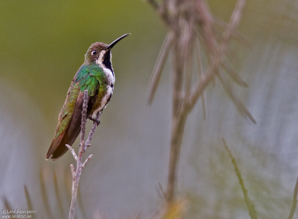 Black-throated Mango