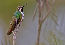 Black-throated Mango