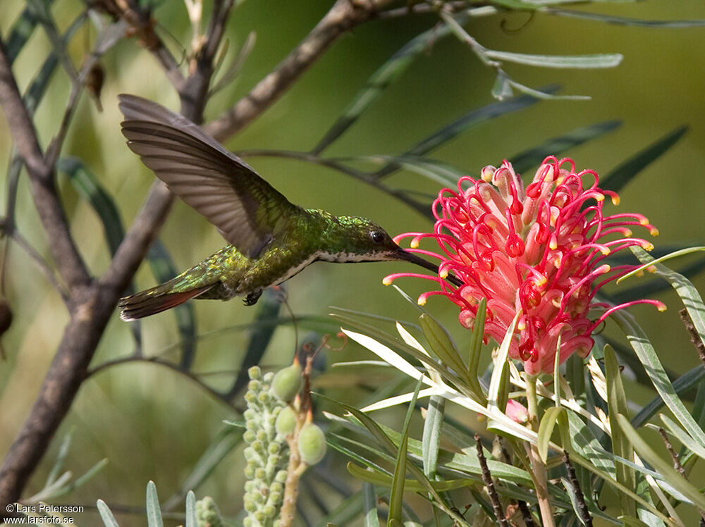 Black-throated Mango