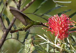 Black-throated Mango