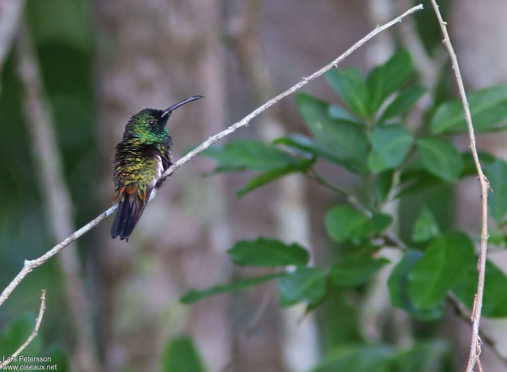 Green-throated Mango male adult, identification