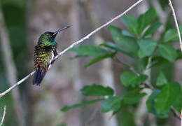 Green-throated Mango