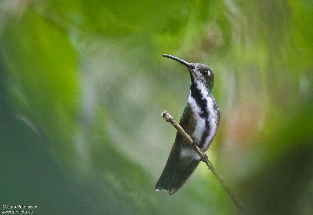 Green-breasted Mango