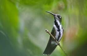 Green-breasted Mango