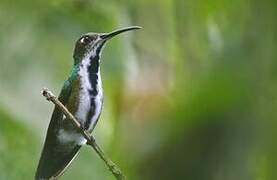 Green-breasted Mango