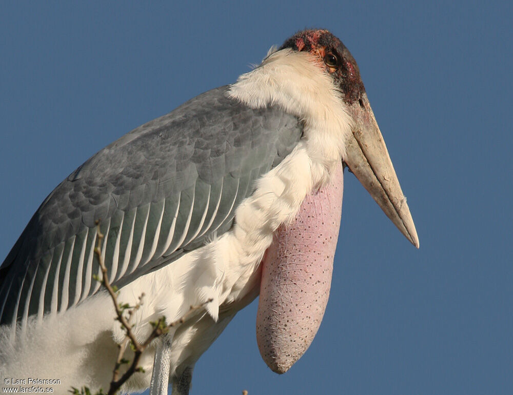 Marabou Stork