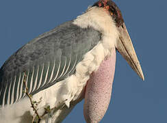 Marabou Stork