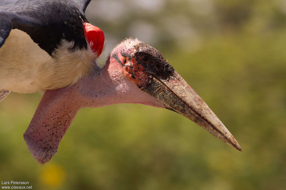 Marabou Storkadult, close-up portrait