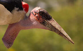 Marabou Stork