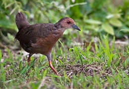 Ruddy-breasted Crake