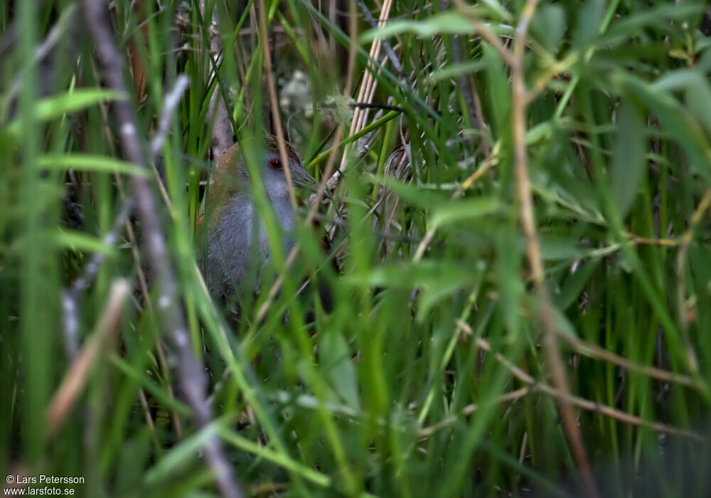 Baillon's Crake