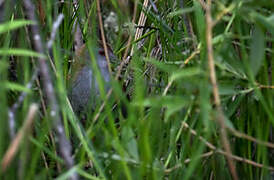 Baillon's Crake