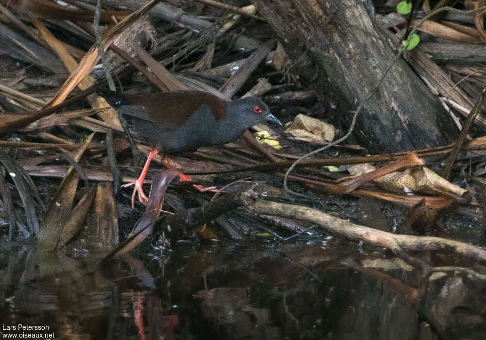 Spotless Crakeadult breeding, identification